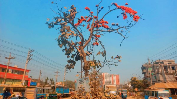 আগুনরাঙা পলাশে রঙিন ঢাকা-ময়মনসিংহ মহাসড়ক!