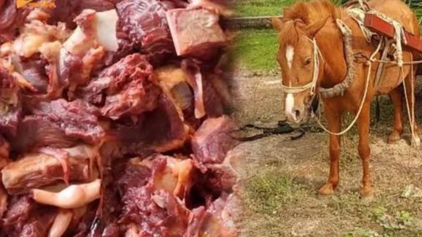 গোপালপুরে ঘোড়া জবাই করে সেই মাংস প্যাকেটজাত করার সময় ৪ কসাই আটক