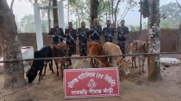 ‎হবিগঞ্জ সীমান্তে বিজিবির অভিযানে ২৪টি ভারতীয় গরু জব্দ