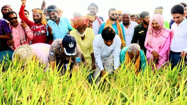 বোরো ধান কর্তনের মধ্য দিয়ে করিমগঞ্জে কৃষি মৌসুমের সূচনা