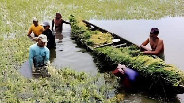 নবীগঞ্জে বৃষ্টি ও শিলাবৃষ্টির আশঙ্কায় আগাম ধান কাটছেন কৃষক, লোকসানের শঙ্কা