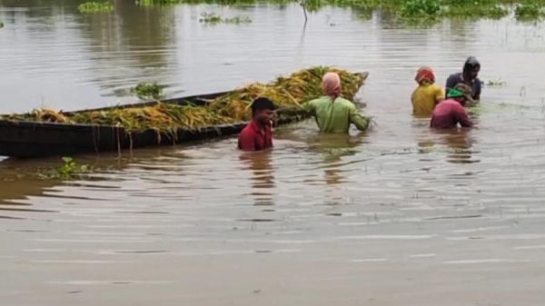‎হবিগঞ্জের হাওরে পানির ঢলে কয়েক হাজার হেক্টর বোরো ফসল তলিয়ে যাওয়ার শঙ্কায় কৃষকদের হাহাকার