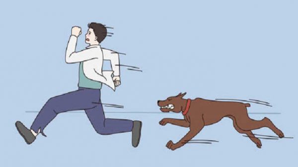 সখীপুরে কুকুরের কামড়ে ৫৪ জন আহত